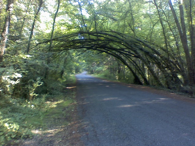 Tree arch in the Sehome Arboretum